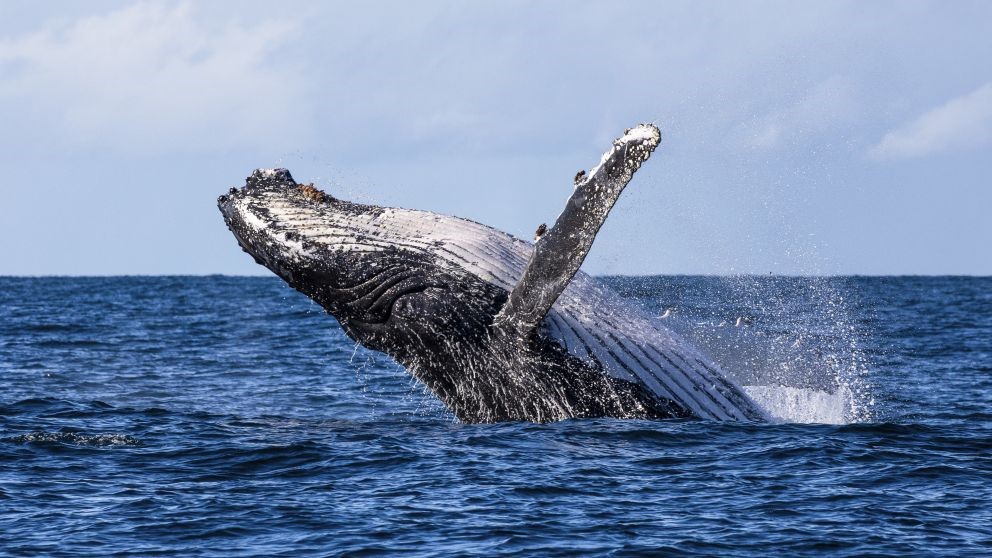 The breach of a humpback whale