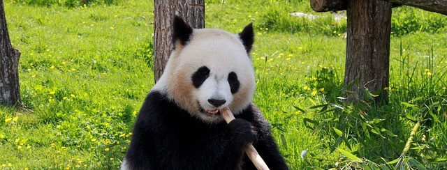Panda test