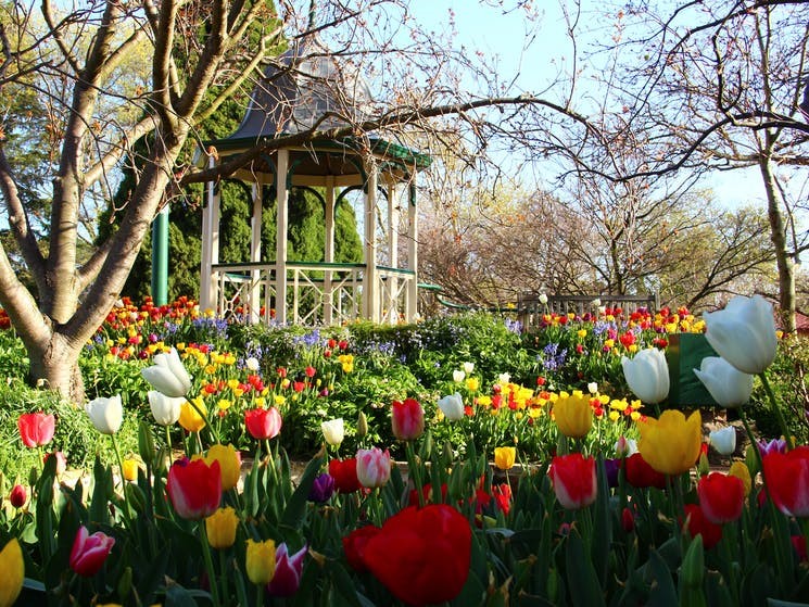 Bowral tulip festival