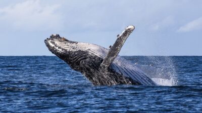 The breach of a humpback whale