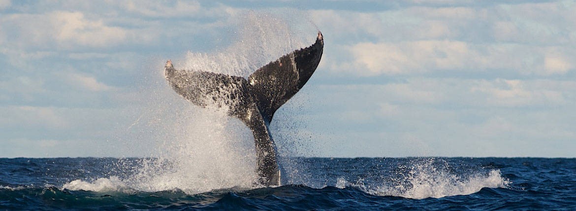 Whale Splashing Tail